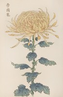 Hasegawa - Japán virágcsodák 26. - vászon reprint vakrámán