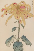 Hasegawa - Japán virágcsodák 11. - vászon reprint vakrámán
