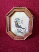 Robin bird picture frame