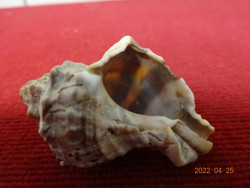 Mini sea shells. He has! Jókai.