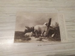 Antik képeslap. Bárányok.