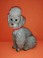 Sweet-faced poodle puppy, figure. 