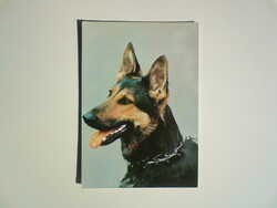 3 pcs. German Shepherd, Hungarian Vizsla and another dog old postcard in mint condition