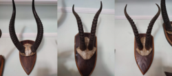 Thomson gazelle horns