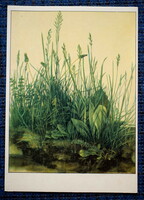 Régi német képeslap A. Dürer  Réti növények  metszet után