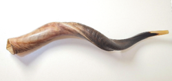 Jemeni judaika kudu shofar /sófár/ (61cm!)