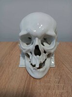 Rare skull from Herend