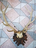 Huge antique carved deer antler trophy on a particularly elegant castle manor, wooden house. Video