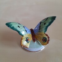 Rare drasche butterfly