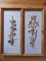 Zipfelhaus DDR - préselt száritott virágok 2 db kép keretben, üveglappal