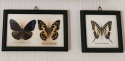Három darab lepke, pillangó gyűjteményből
