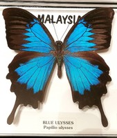 Kék Ulysses Malaysia lepke, pillangó
