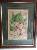 Picture in frame, lithograph