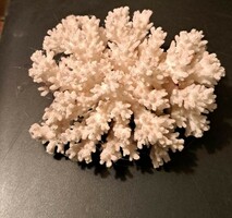 Beautiful, beautiful, special, very large sea coral for sale