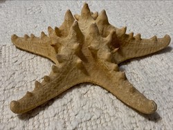 Large starfish preparation, 23 cm.