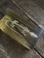 Régi egér csontváz műgyantába öntve, szemléltető eszköz