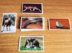38 safari-mania stickers in one, sticker pack