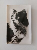 Régi csipogós képeslap levelezőlap cica macska