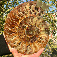 281gr Eredeti hibátlan szép monumentális madagaszkári ammonita / ammonitesz fosszília