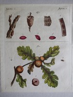 Beetles etching 1802