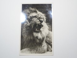 Régi képeslap levelezőlap - Öreg oroszlán - A székesfővárosi állatkert kiadása 1910-es évek