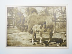Régi képeslap levelezőlap - Kétpúpú teve - Székesfővárosi Állatkert kiadása 1910-es évek