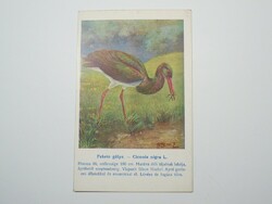 Régi képeslap levelezőlap - Fekete gólya - Magyar Földrajzi Intézet kiadása 1910-es évek
