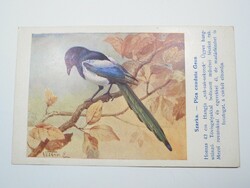 Régi képeslap levelezőlap - Szarka madár - Magyar Földrajzi Intézet kiadása 1910-es évek
