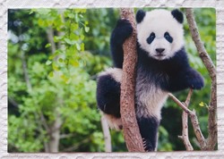 Képeslap üdvözlőlap üdvözlőkártya levelezőlap postatiszta panda maci mintával
