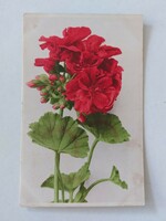 Régi virágos képeslap 1919 fotó levelezőlap piros muskátli