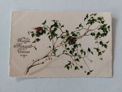 Régi képeslap 1924 levelezőlap nyárfa bogarak