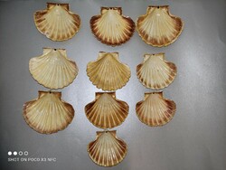 Tengeri shell kagyló 13 db darabáron kreatív díszekké varázsolható