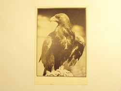 Old postcard postcard - Szirtisas - published by Székesfóváros Zoo