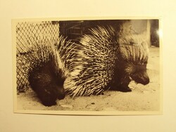 Old postcard postcard - crested porcupine - published by Székesfóváros Zoo
