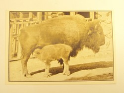 Old postcard postcard - American bison cow a few days old - published by Székesfóváros Zoo