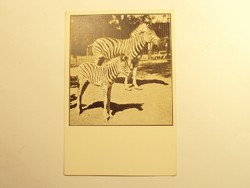 Old postcard postcard - zebra foal with its mother - published by Székesfóváros Zoo