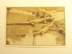Old postcard postcard - pike-nosed alligators - published by Székesfóváros zoo
