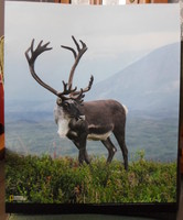 Poszter 17.: Rénszarvas az alaszkai Denali Nemzeti Parkban (fotó)