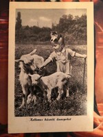 1956/Retro Húsvéti képeslap /kislány kecskékkel