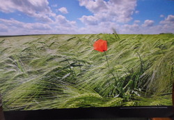 Poster 4.: Poppies in the wheat field, Bavaria (Germany, photo)