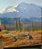 Poszter 16.: Rénszarvas az alaszkai Denali Nemzeti Parkban (fotó)