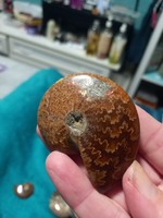 6.5cm original flawless beautiful whole monumental Madagascar ammonite / ammonite fossil