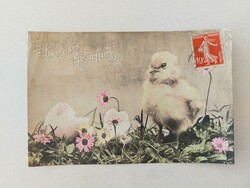 Régi húsvéti képeslap fotó levelezőlap csibe százszorszép