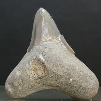 Megalodon fog fosszília. Természetes kövület, részben restaurált. 58 mm 31gramm
