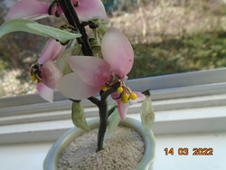 Kézzel készült kínai színes jade BONSAI cseresznyefa virág , szeladon zöld edényben