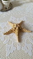 Large starfish preparation 25cm.