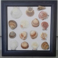 Shells, snail collection, decoration