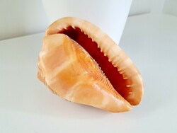 Tengeri csiga, 12 cm hosszú, 237 gramm