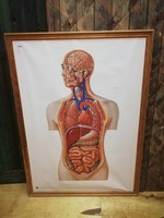Anatómia oktató tábla, torso