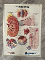 Régi dombornyomott anatómiai plakát a vese